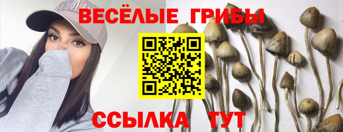 Псилоцибиновые грибы Cubensis Тулун